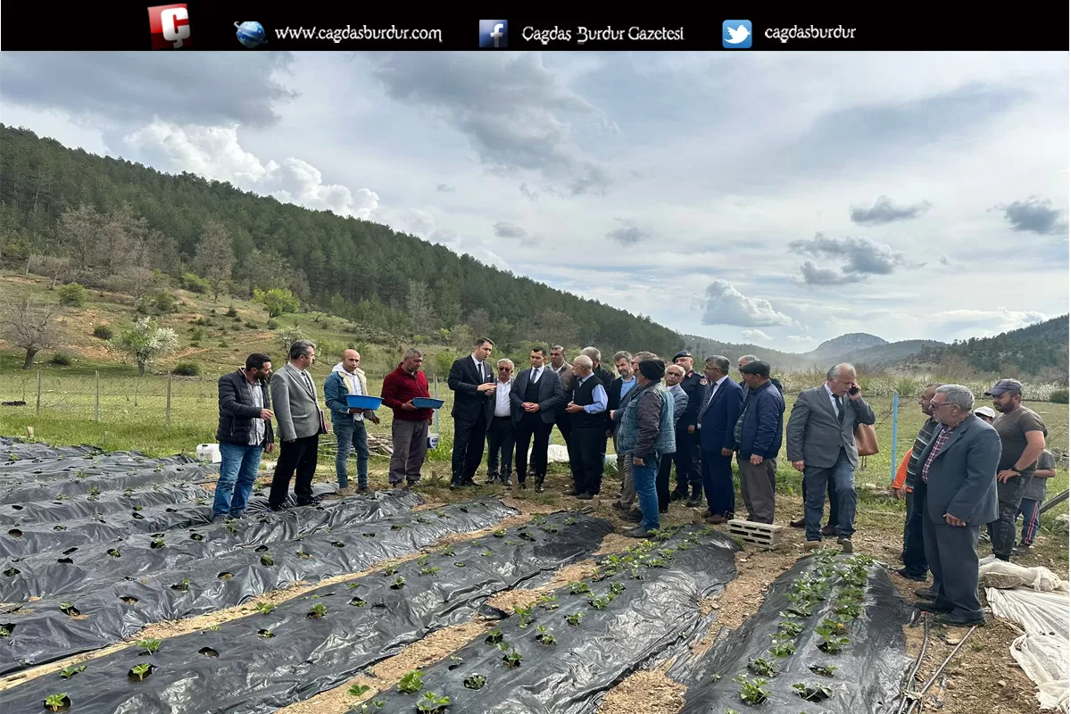 ISPARTA'DA YAYLA ÇİLEĞİNDE HASAT DÖNEMİ