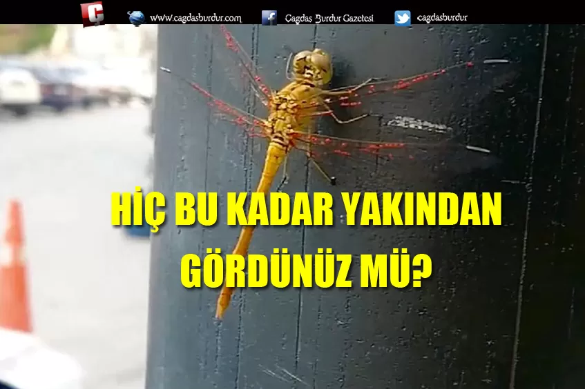 OBJEKTİFİMİZE YANSIDI.. HİÇ BU KADAR YAKINDAN GÖRMÜŞ MÜYDÜNÜZ?