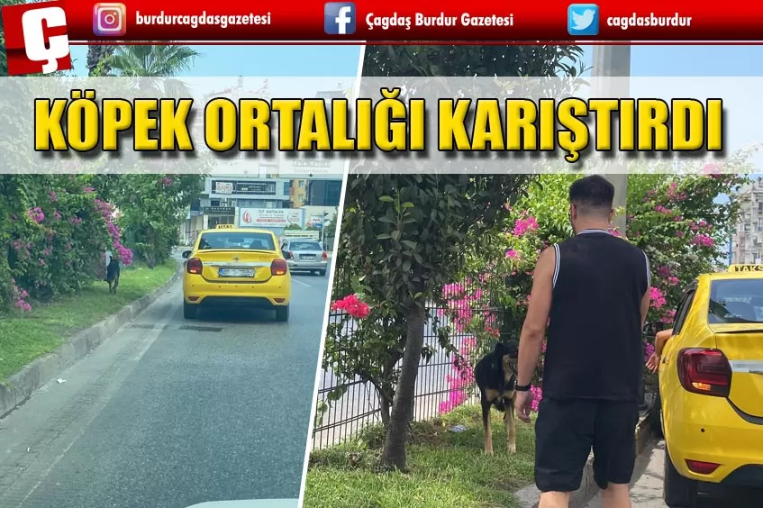 KARAYOLUNA ÇIKAN KÖPEK ORTALIĞI KARIŞTIRDI