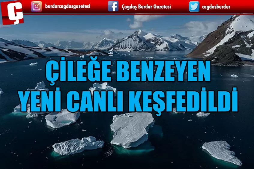 ANTARTİKA'DA YENİ DENİZ CANLISI KEŞFEDİLDİ