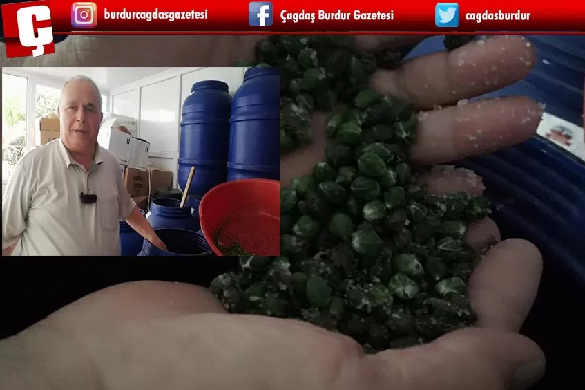 AŞÇI MURAT KAPARİ, BU YIL 25 TL, ALMAYA BAŞLADIĞI KAPARİNİN 1 KİLOSUNU 50 LİRAYA ÇIKARTTI