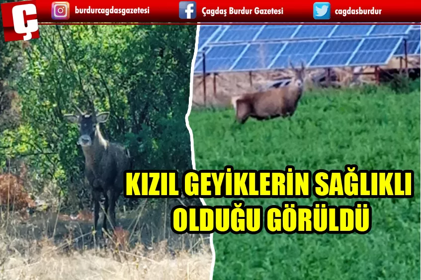 KIZIL GEYİKLERİN SAĞLIKLI OLDUĞU GÖRÜLDÜ