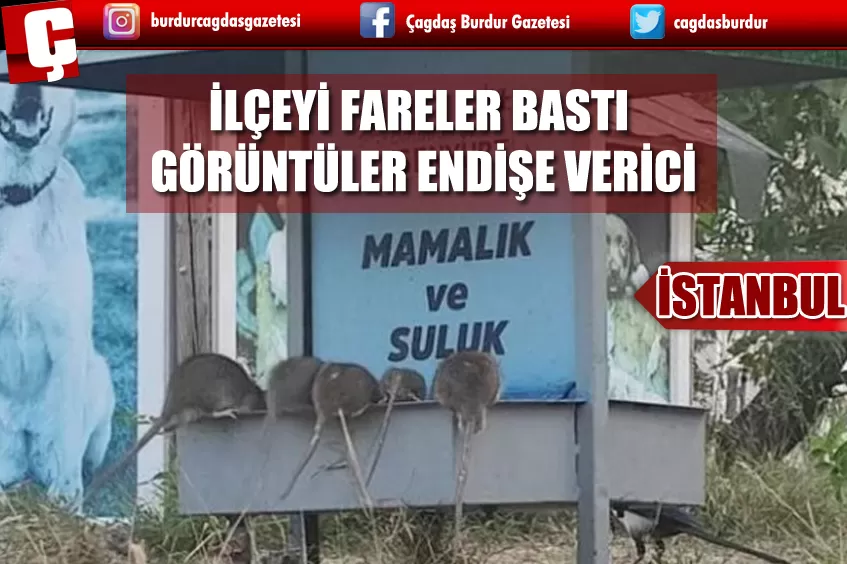 İSTANBUL ESENYURT'U FARE BASTI! GÖRÜNTÜLER ENDİŞE VERDİ