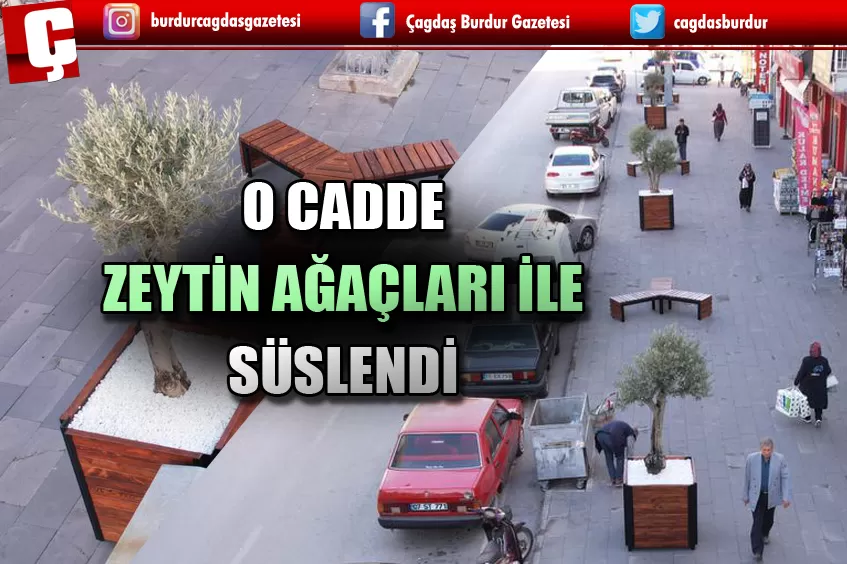 O CADDE ZEYTİN AĞAÇLARIYLA SÜSLENDİ