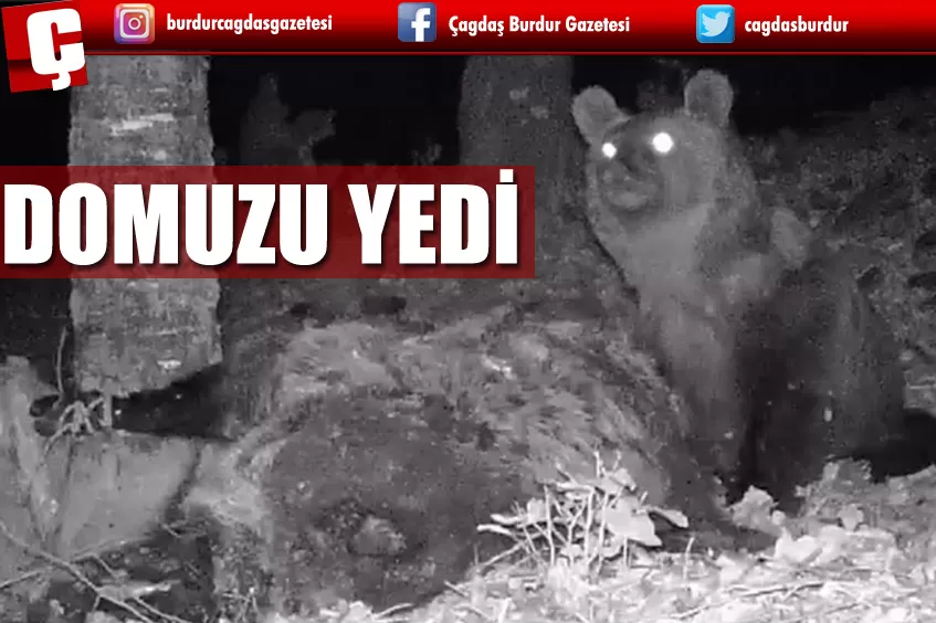 KAZ DAĞLARI'NDA YAŞAYAN BOZAYI GÖRÜNTÜLENDİ