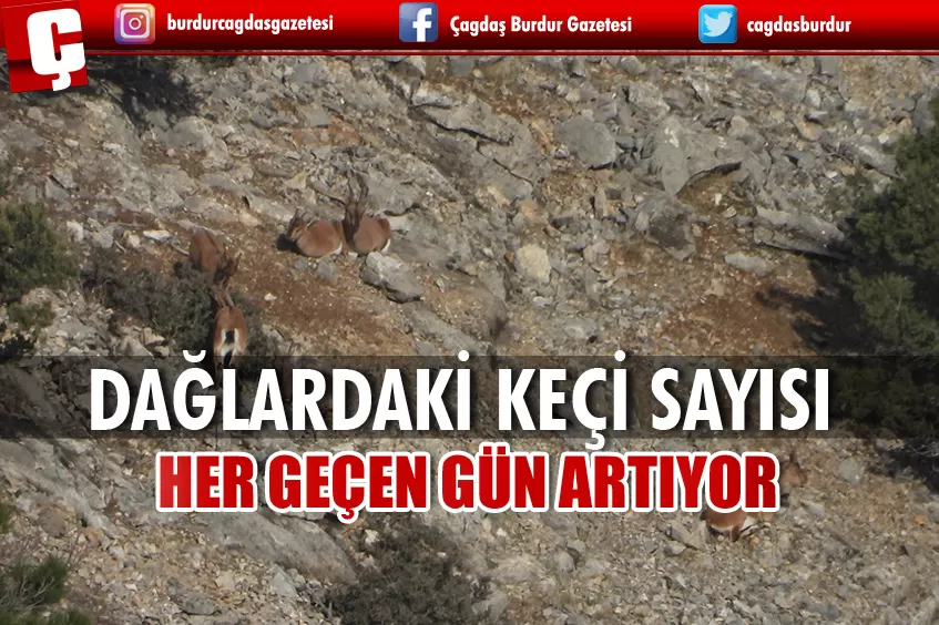 YABAN KEÇİSİ SAYISI 2 BİN 604'E ULAŞTI