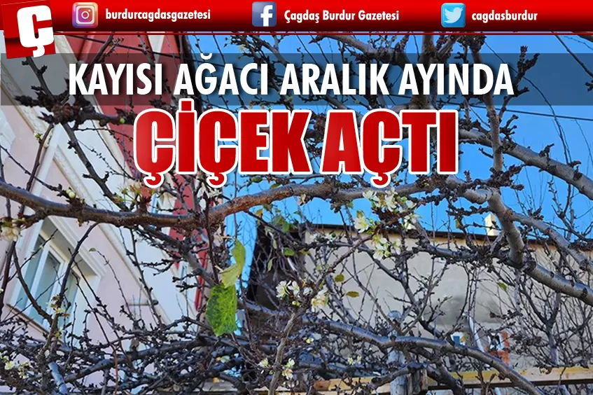 ARALIK AYINDA ÇİÇEK AÇTI