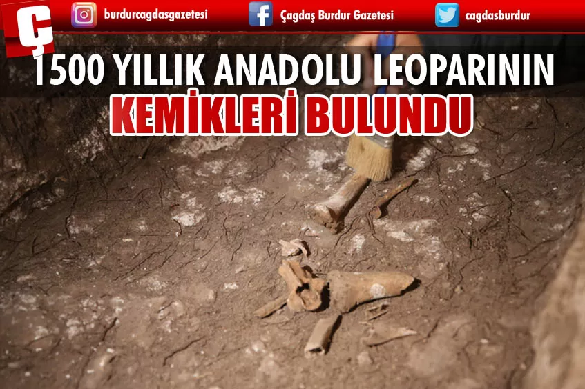 1500 YILLIK ANADOLU LEOPARI KEMİKLERİ BULUNDU