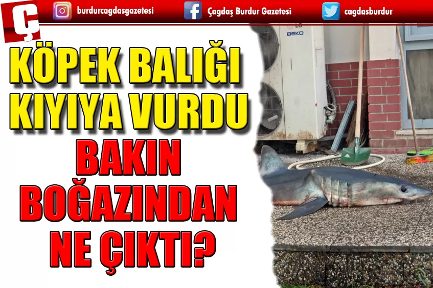 KISA YÜZGEÇLİ KÖPEK BALIĞI KIYIYA VURDU