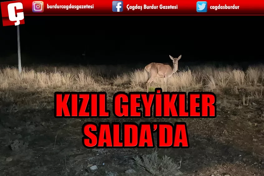 KIZIL GEYİKLER SALDA TABİAT PARKI'NA BIRAKILDI