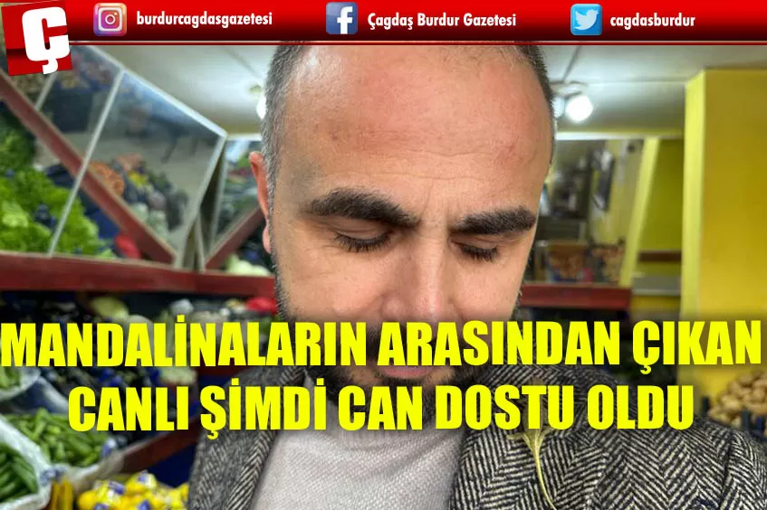 MANDALİNALARIN ARASINDAN ÇIKAN CANLI ŞİMDİ CAN DOSTU OLDU 