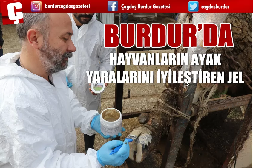 BURDUR'DA HAYVANLARIN AYAK YARALARINI İYİLEŞTİREN JEL