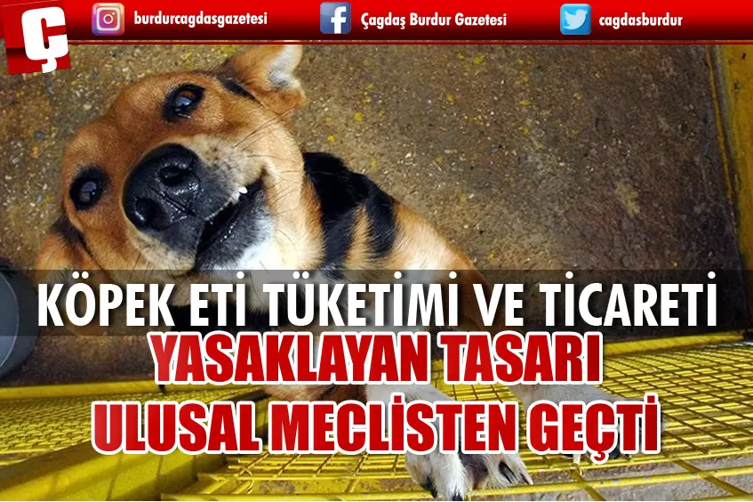 KÖPEK ETİ TİCARETİ VE TÜKETİMİ YASAKLANDI