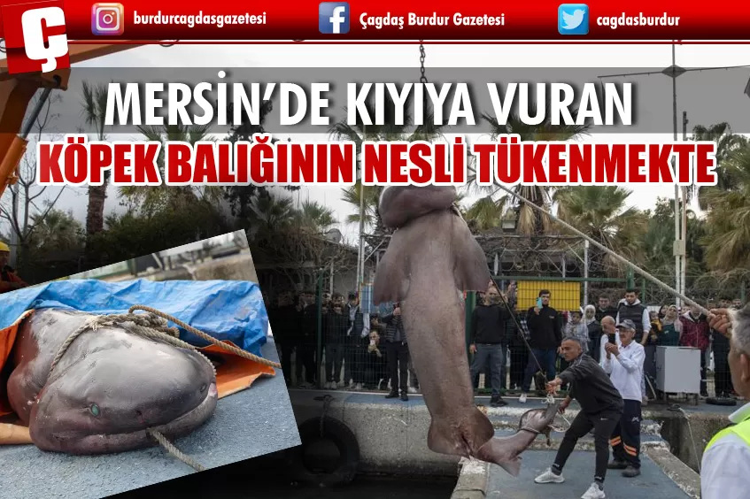 KIYIYA CAM GÖZ KÖPEK BALIĞI VURDU