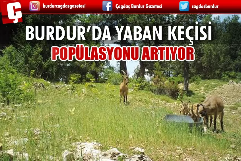 BURDUR KARANLIKDERE KANYONU'NDA YABAN KEÇİSİ POPÜLASYONU ARTIYOR