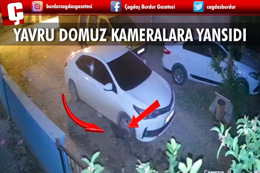 YİYECEK ARAYAN DOMUZ YAVRUSU, EV SAHİBİNİ TEDİRGİN ETTİ