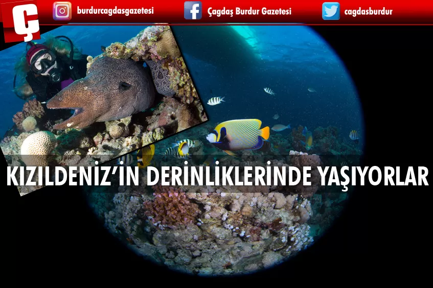 KIZILDENİZ'İN DERİNLİKLERİNDE YAŞAYAN BALIKLAR GÖRÜNTÜLENDİ