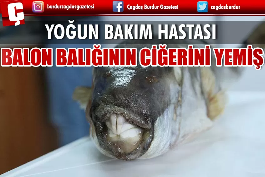 BALON BALIĞININ CİĞERİNİ YEDİĞİ İÇİN YOĞUN BAKIMA ALINDI