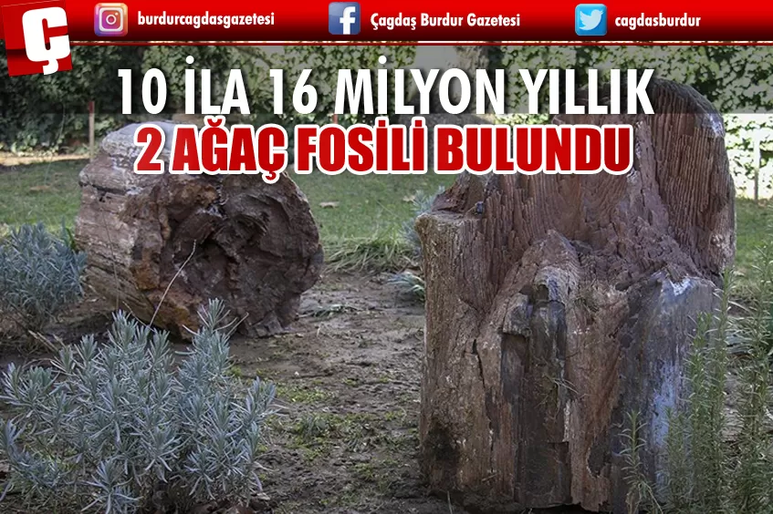 UŞAK'TA 10 İLA 16 MİLYON YILLIK OLDUĞU BELİRLENEN 2 AĞAÇ FOSİLİ BULUNDU