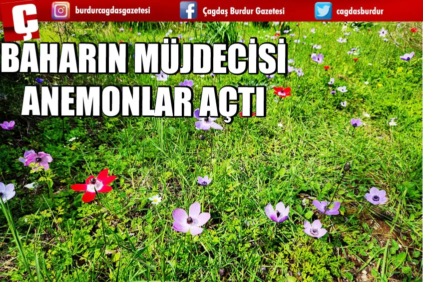 BAHARIN MÜJDECİSİ ANEMONLAR AÇTI 