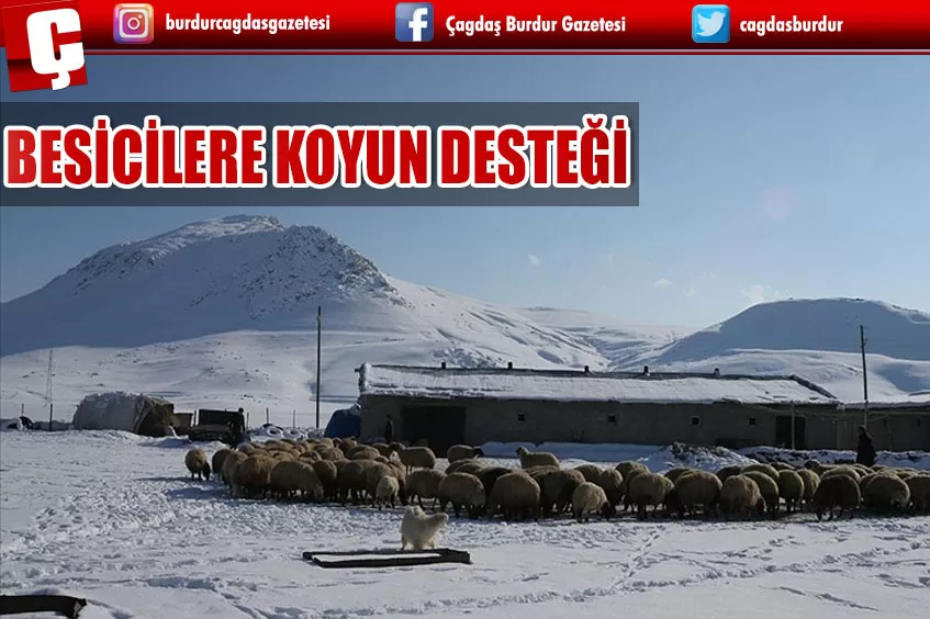  3 YILDA BESİCİLERE 165 BİN KOYUN DESTEĞİ VERİLDİ