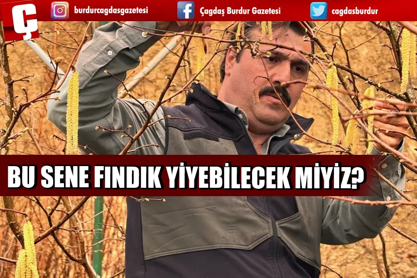 FINDIK TANELERİNİN İÇİ BU SENE BOŞ MU KALACAK?