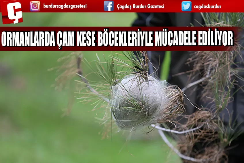 ÇAM KESE BÖCEKLERİYLE MÜCADELE EDİLİYOR