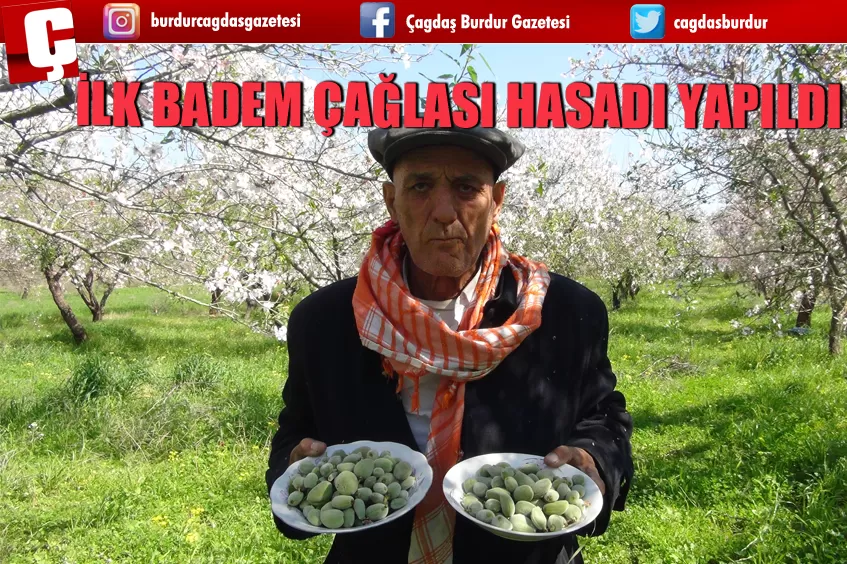 İLK BADEM ÇAĞLASI HASADI YAPILDI 