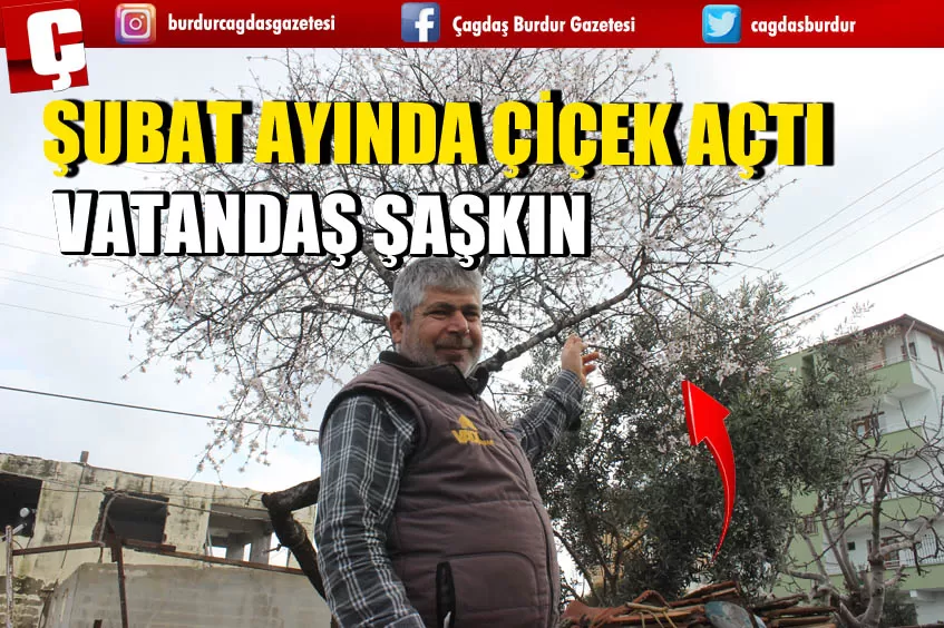 ŞUBAT AYINDA BADEM AĞACI ÇİÇEK AÇTI