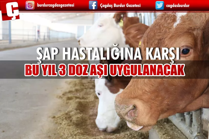 ŞAP HASTALIĞINA KARŞI BU YIL 3 DOZ AŞI UYGULANACAK