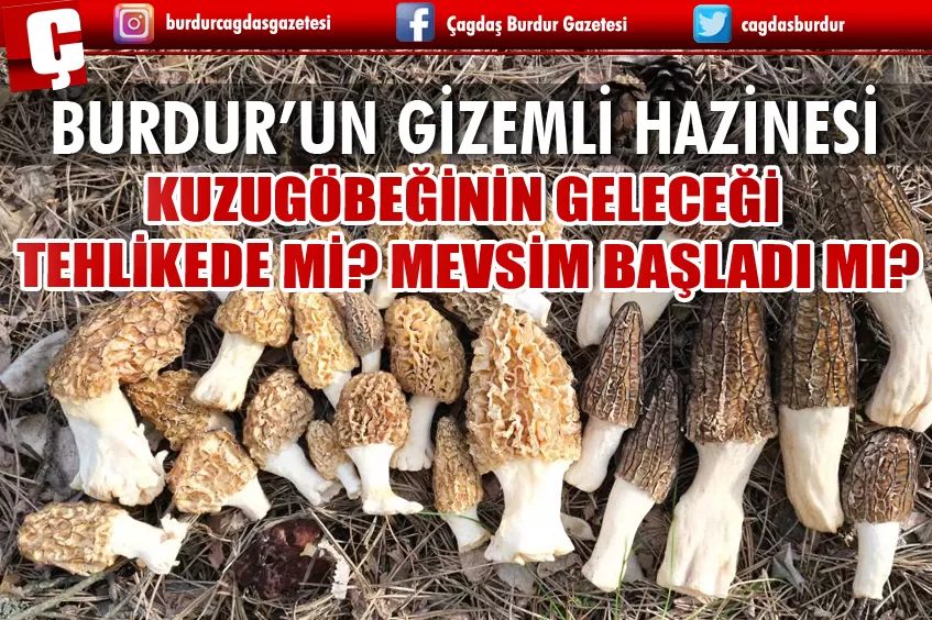 BURDUR’DA KUZUGÖBEĞİ MANTARI İÇİN TEHLİKE ÇANLARI ÇALIYOR..