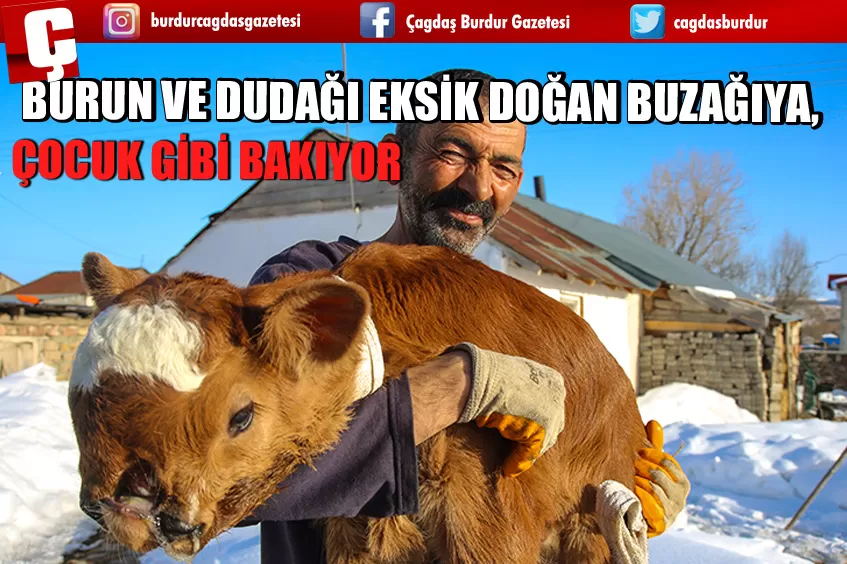 BURUN VE DUDAĞI EKSİK DOĞAN BUZAĞIYA, ÇOCUK GİBİ BAKIYORLAR