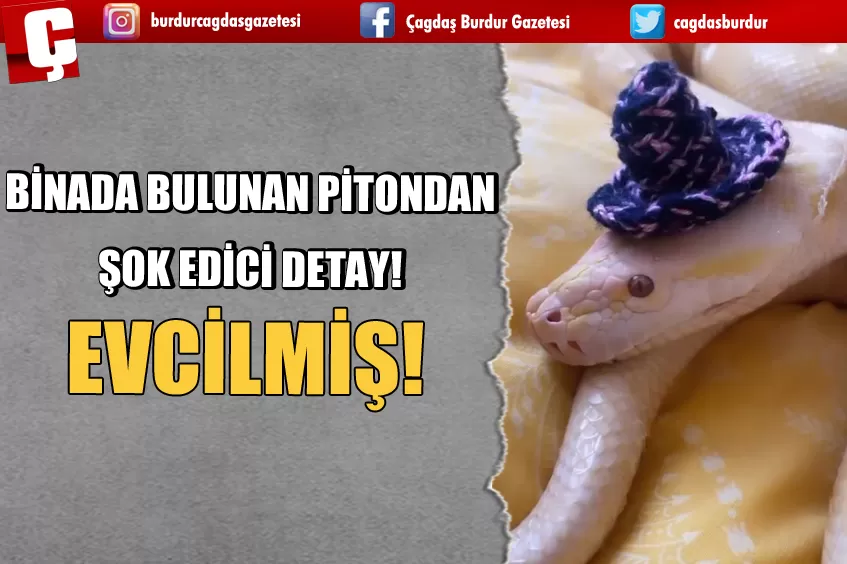 BİNADA BULUNAN PİTONDAN ŞOK EDİCİ DETAY!