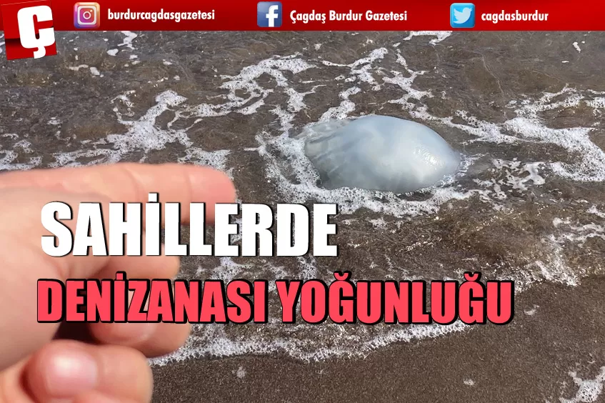 SAHİLLERDE DENİZANASI YOĞUNLUĞU 