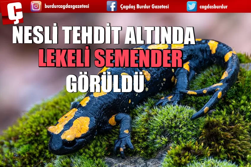 NESLİ TEHDİT ALTINDA LEKELİ SEMENDER GÖRÜLDÜ 