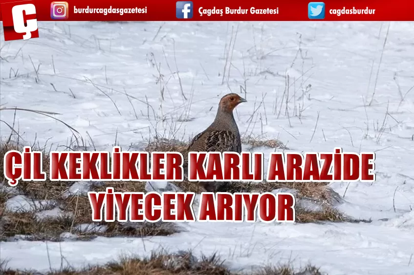 ÇİL KEKLİKER KARLI ARAZİDE YİYECEK ARIYORDU