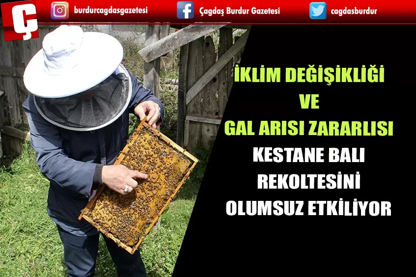 İKLİM DEĞİŞİKLİĞİ VE GAL ARISI ZARARLISI KESTANE BALI REKOLTESİNİ OLUMSUZ ETKİLİYOR