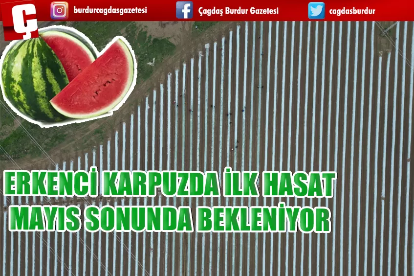 ERKENCİ KARPUZDA İLK HASAT MAYIS SONUNDA BEKLENİYOR 