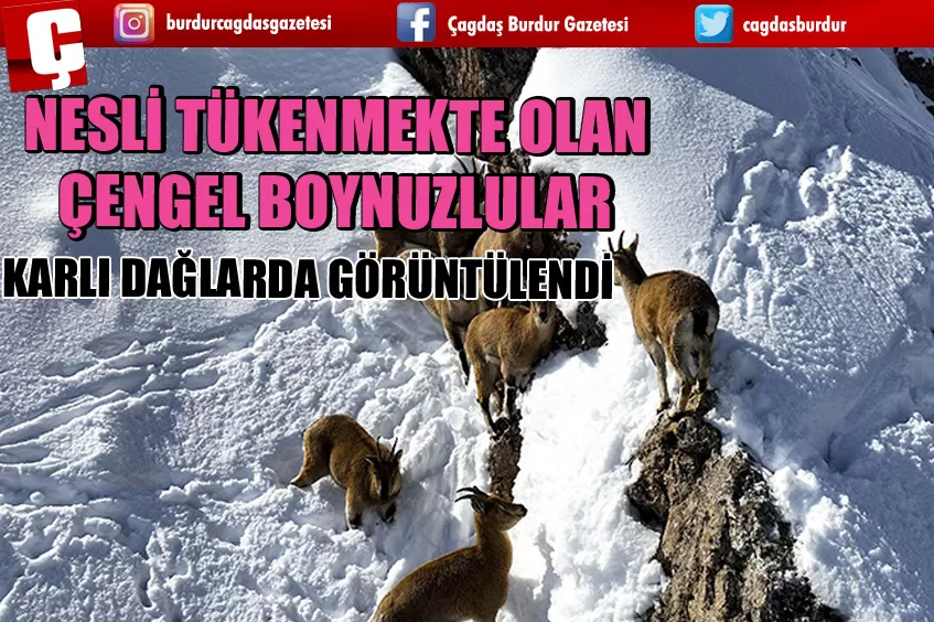 NESLİ TÜKENMEKTE OLAN ÇENGEL BOYNUZLULAR KARLI DAĞLARDA GÖRÜNTÜLENDİ