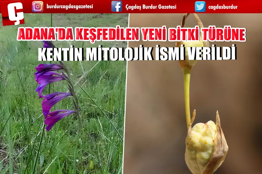 ADANA'DA KEŞFEDİLEN YENİ BİTKİ TÜRÜNE KENTİN MİTOLOJİK İSMİ VERİLDİ