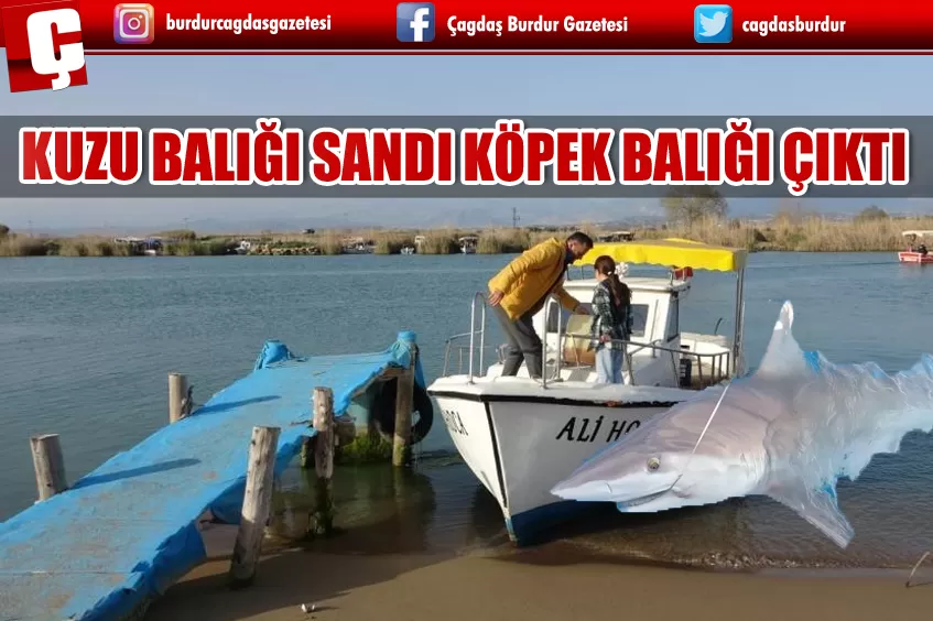 KUZU BALIĞI DİYE ÇEKTİ KÖPEK BALIĞI ÇIKTI