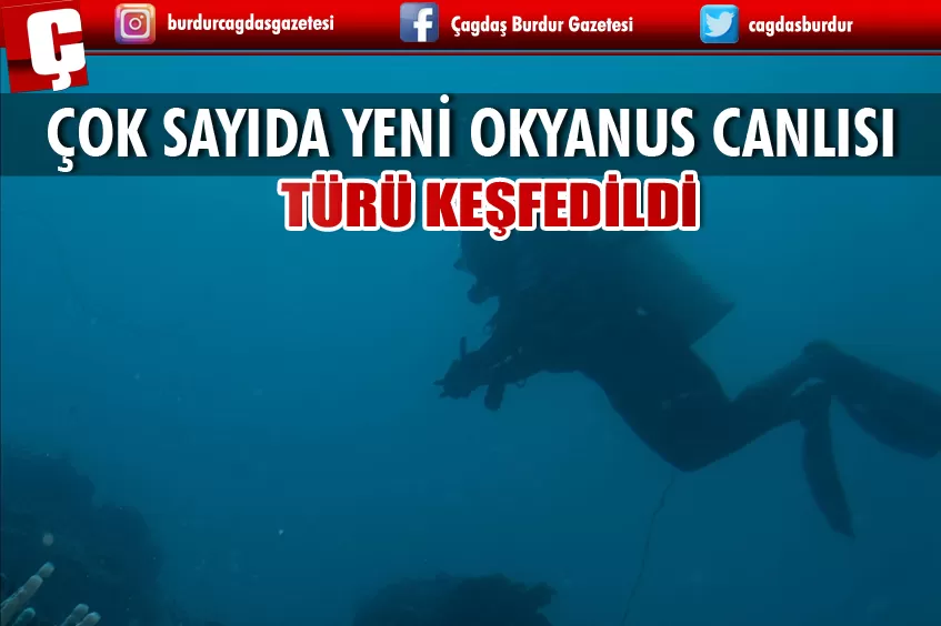 YENİ ZELANDA'DA ÇOK SAYIDA YENİ OKYANUS CANLISI TÜRÜ KEŞFEDİLDİ