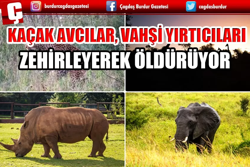 GÜNEY AFRİKA'DA KAÇAK AVCILAR, VAHŞİ YIRTICILARI ZEHİRLEYEREK ÖLDÜRÜYOR