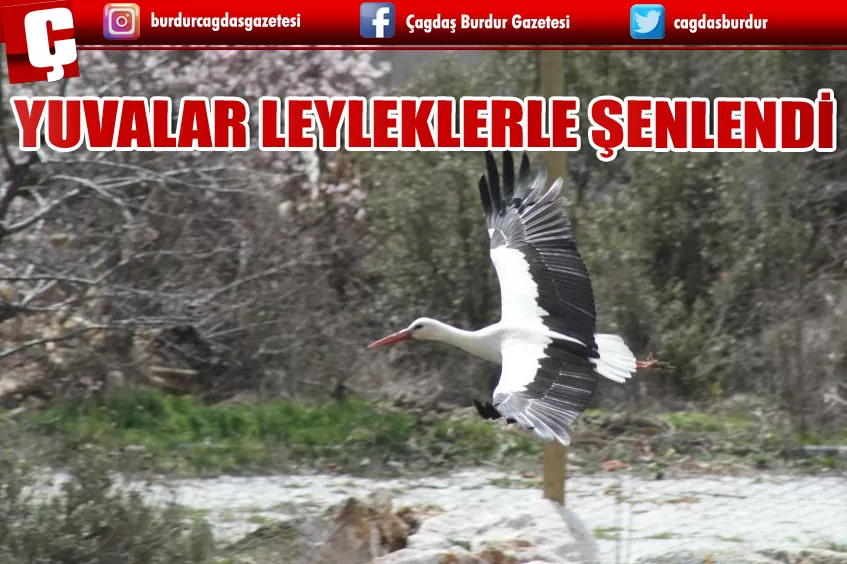 BAHAR GELDİ, ARDIÇ AĞAÇLARININ ÜZERİNDEKİ YUVALAR LEYLEKLERLE ŞENLENDİ