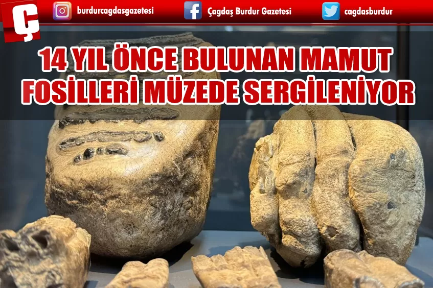 14 YIL ÖNCE BULUNAN MAMUT FOSİLLERİ MÜZEDE SERGİLENİYOR