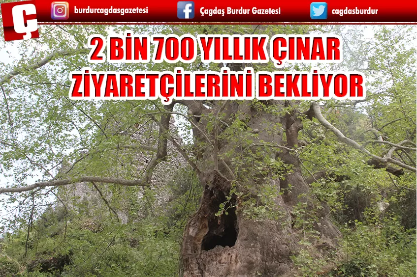 2 BİN 700 YILLIK ÇINAR ZİYARETÇİLERİNİ BEKLİYOR