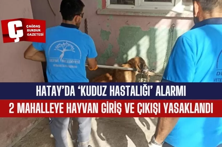 HATAY’DA ‘KUDUZ HASTALIĞI’ ALARMI