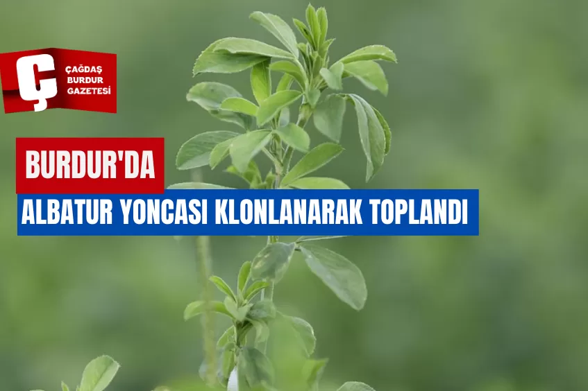 BURDUR'DA ALBATUR YONCASI KLONLANARAK TOPLANDI 