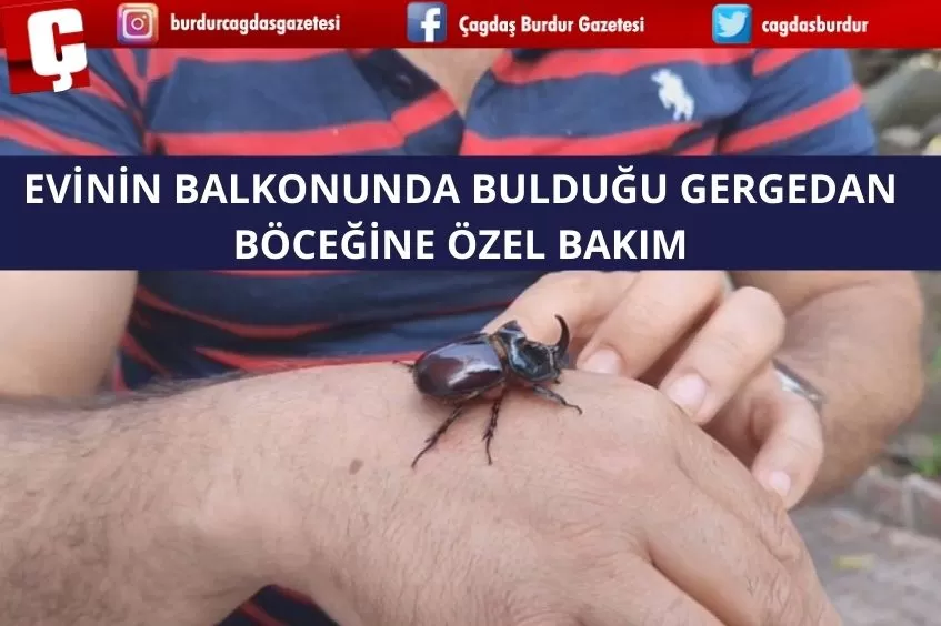 EVİNİN BALKONUNDA BULDUĞU GERGEDAN BÖCEĞİNE ÖZEL BAKIM