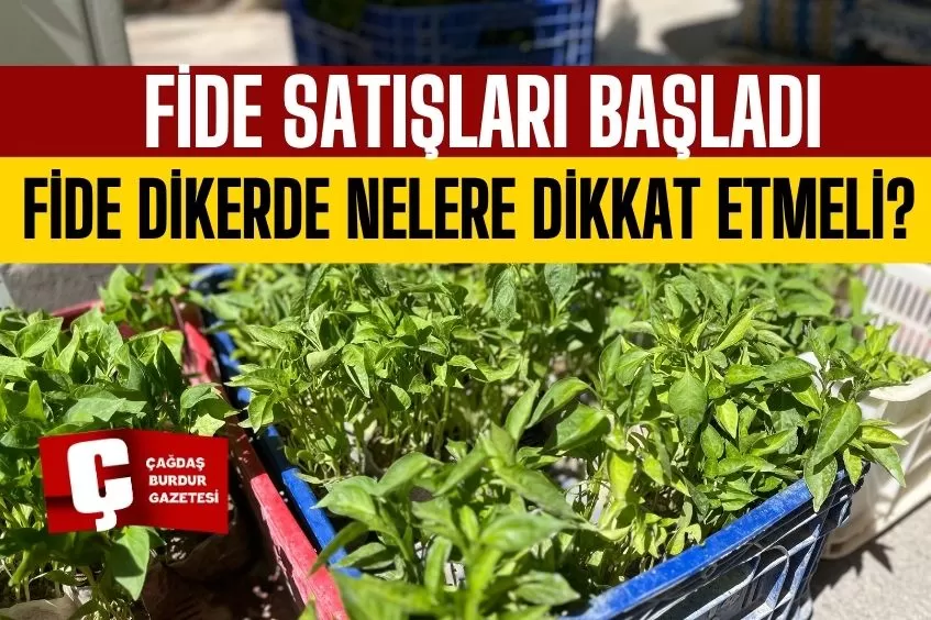 FİDE DİKİM ZAMANI GELDİ SATIŞLAR BAŞLADI